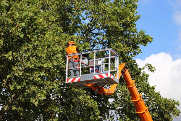 How Our Tree Care Process Works  in Leesport, PA